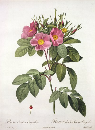 Rosa Carolina Corymbosa, gravé par Langlois, de 